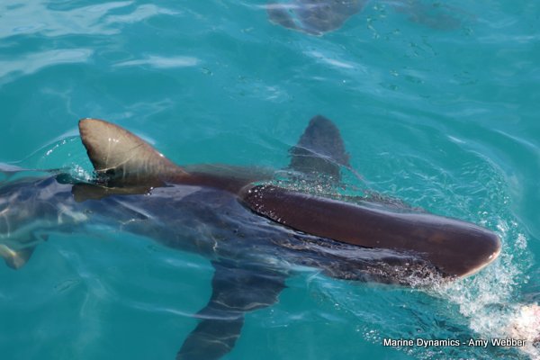 Bronze whaler shark, South Africa
