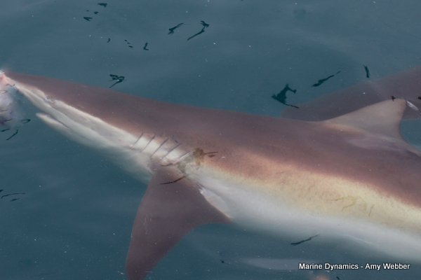 Bronze whaler shark, South Africa