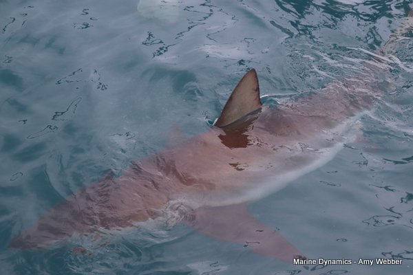 Bronze whaler shark, South Africa