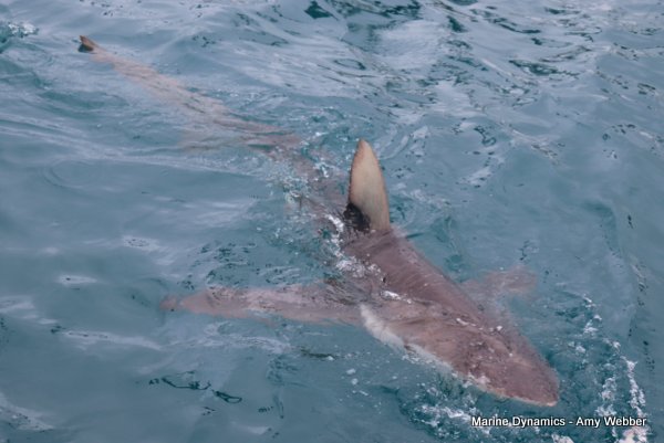 Bronze whaler shark, South Africa