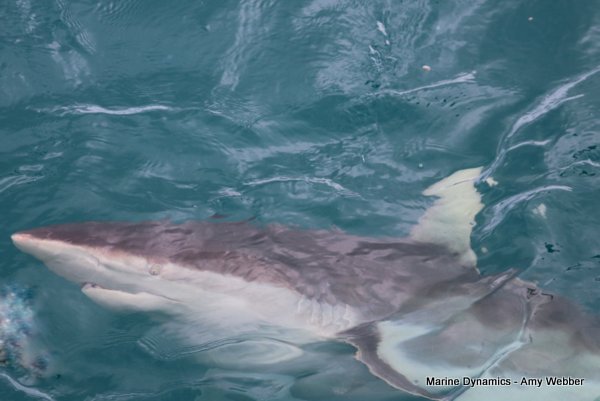 Bronze whaler shark, South Africa