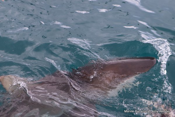 Bronze whaler shark, South Africa