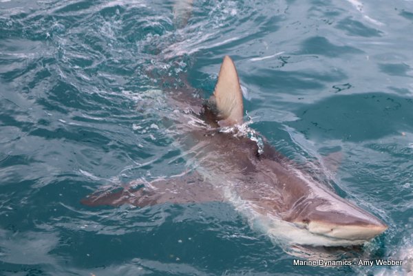 Bronze whaler shark, South Africa