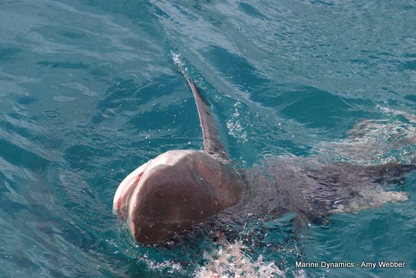 Bronze whaler shark, South Africa