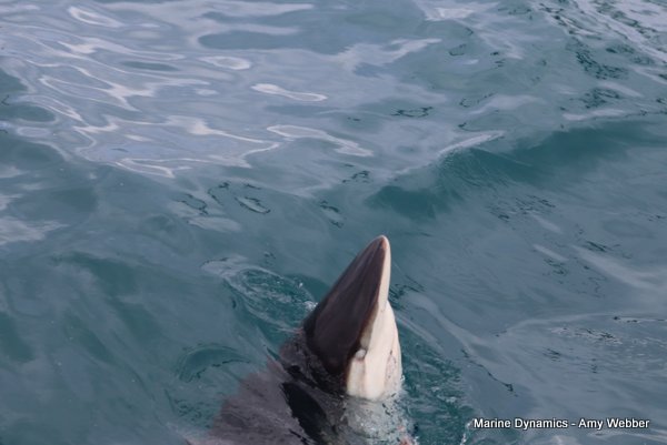 Bronze whaler shark, South Africa