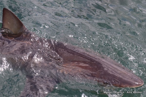 Bronze whaler shark, South Africa