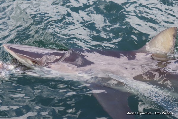 Bronze whaler shark, South Africa