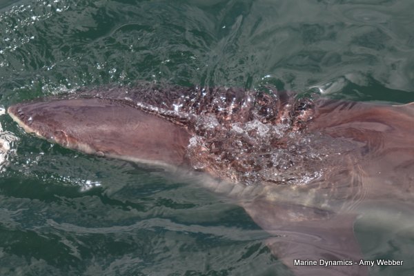 Bronze whaler shark, South Africa
