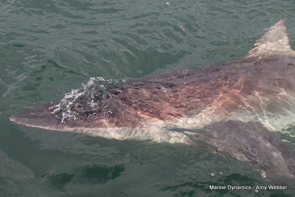 Bronze whaler shark, South Africa