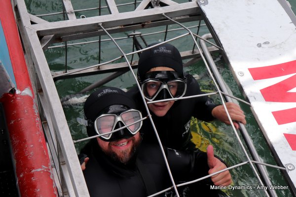 Shark cage diving, South Africa