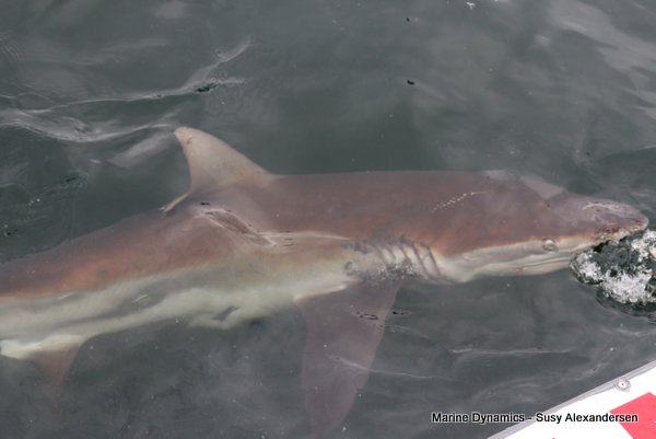 Bronze whaler shark, South Africa