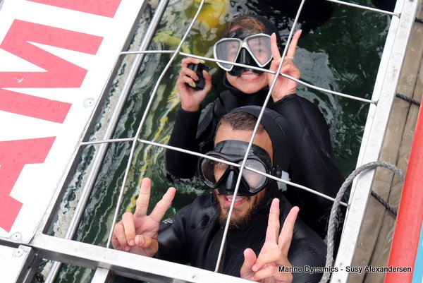 Shark Cage Diving, South Africa