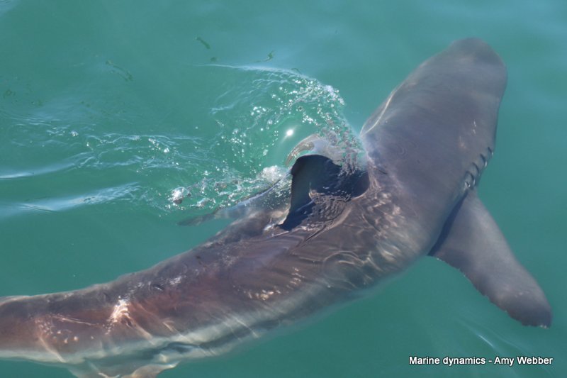 Bronze whaler shark, South Africa