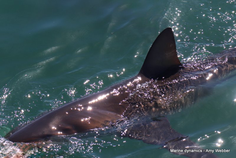 Bronze whaler shark, South Africa