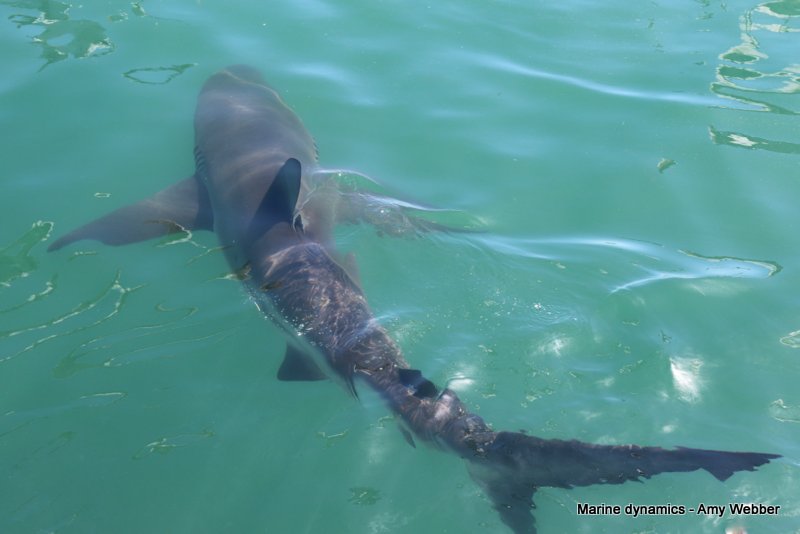 Bronze whaler shark, South Africa