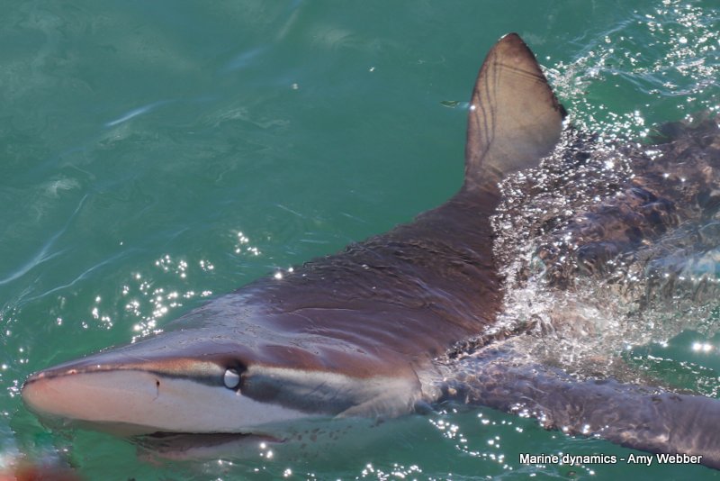 Bronze whaler shark, South Africa