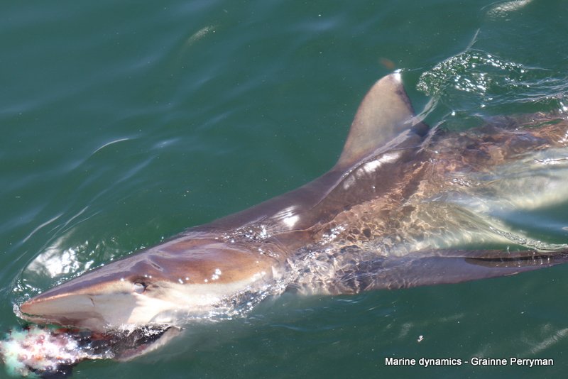 Bronze whaler shark, South Africa