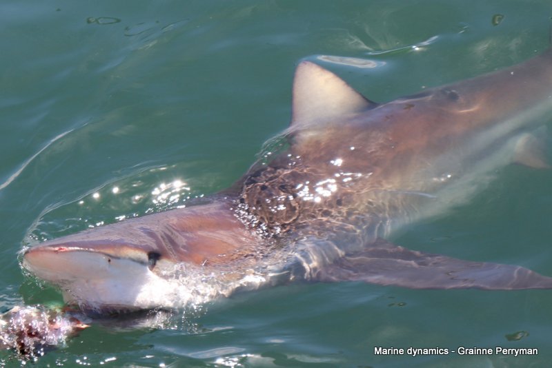 Bronze whaler shark, South Africa