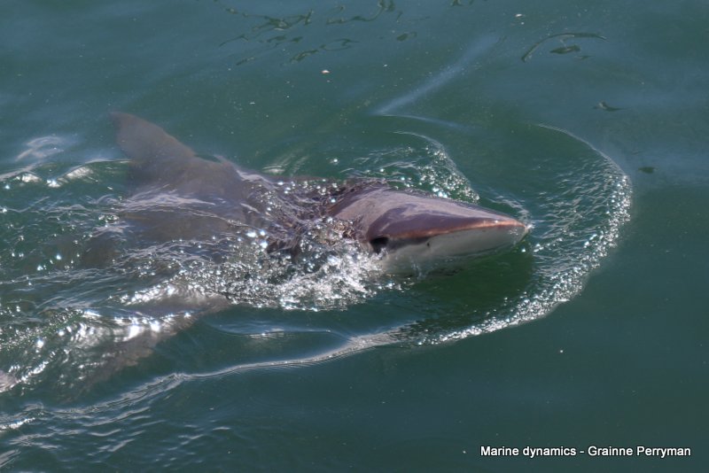 Bronze whaler shark, South Africa