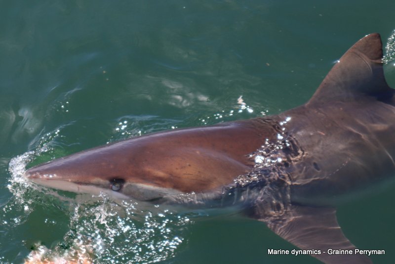 Bronze whaler shark, South Africa