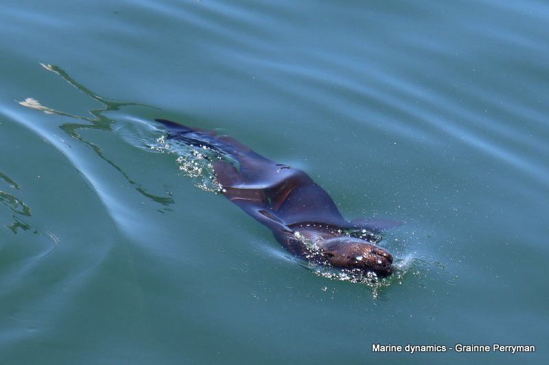Cape fur seal, South Africa