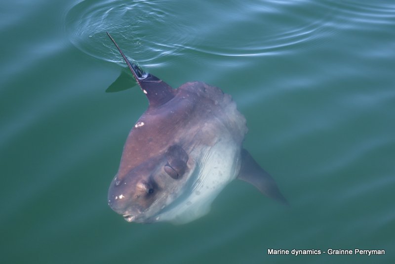 Sunfish, South Africa