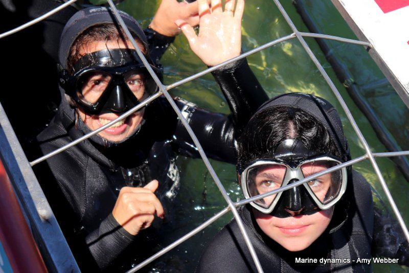 Shark cage diving, South Africa