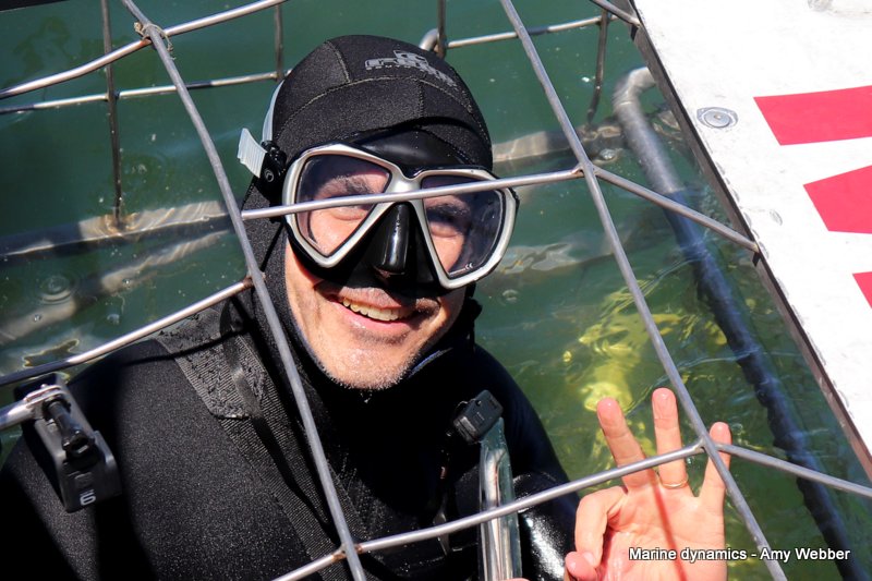 Shark cage diving, South Africa