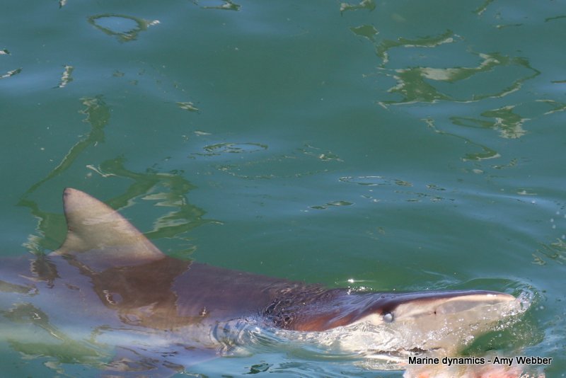 Bronze whaler shark, South Africa