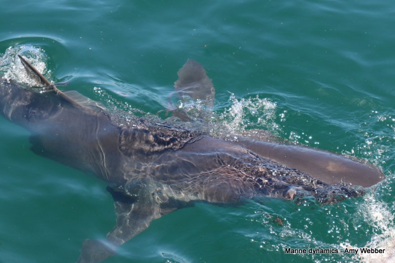 Bronze whaler shark, South Africa