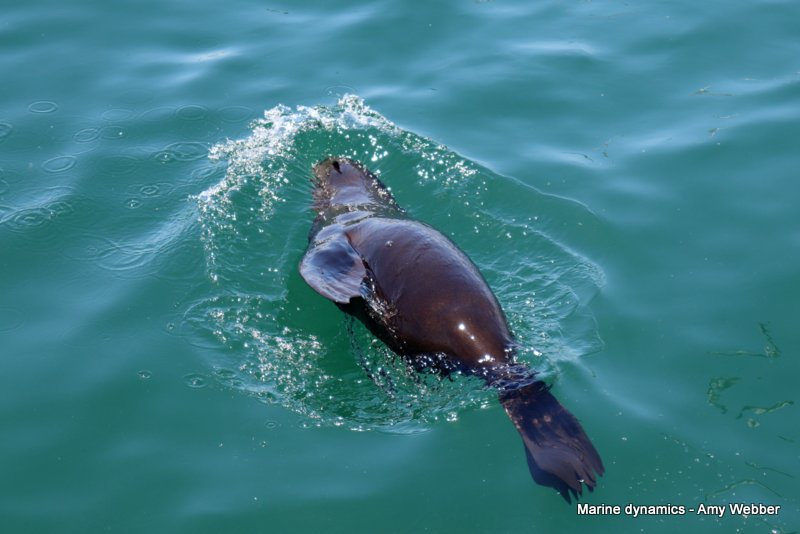 Shark Cage Diving, South Africa