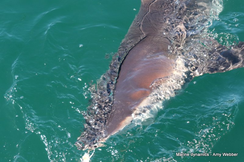 Bronze whaler shark, South Africa