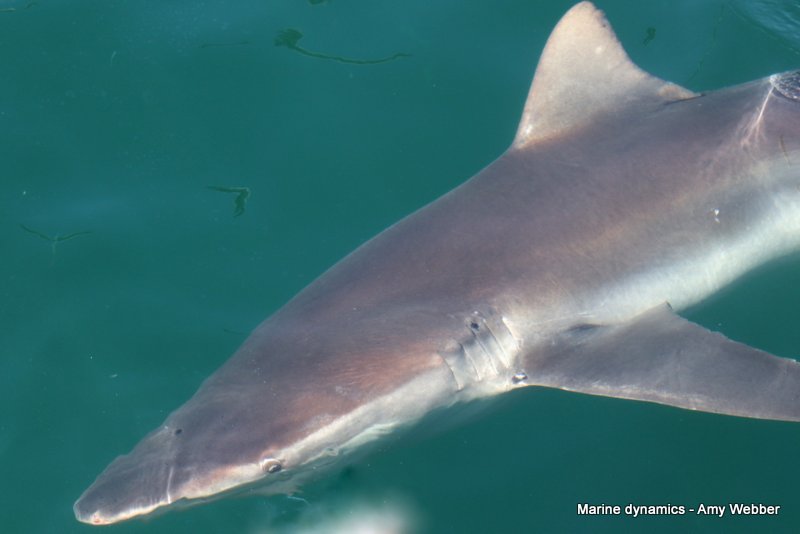 Bronze whaler shark, South Africa