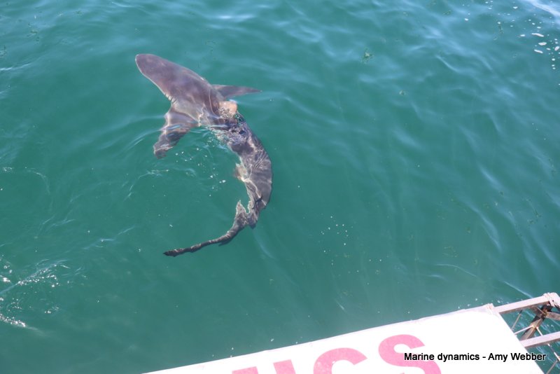 Bronze whaler shark, South Africa