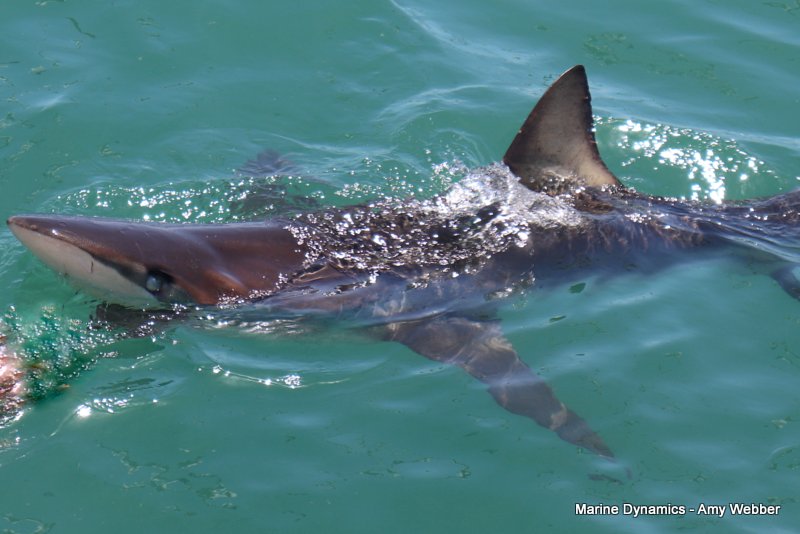 Bronze whaler sharks, South Africa