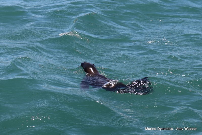 Bronze whaler sharks, South Africa