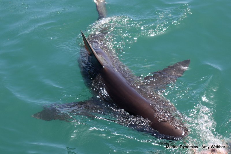 Bronze whaler sharks, South Africa