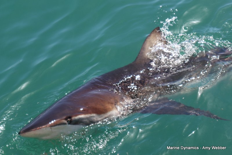Bronze whaler sharks, South Africa