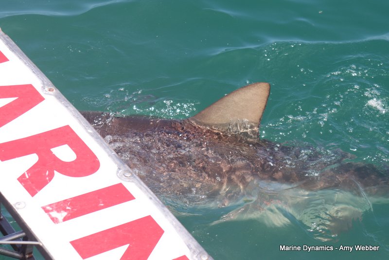 Bronze whaler sharks, South Africa