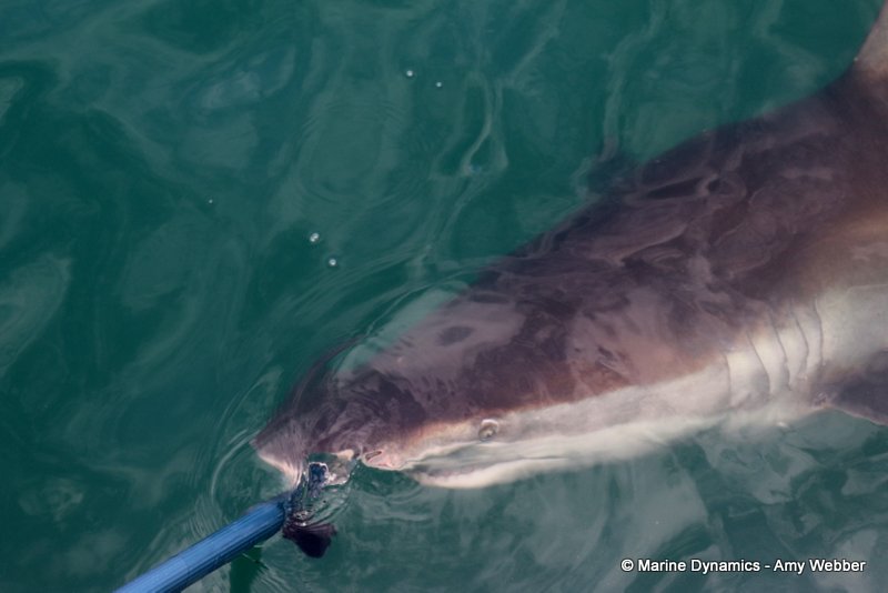 Shark Cage Diving, South Africa