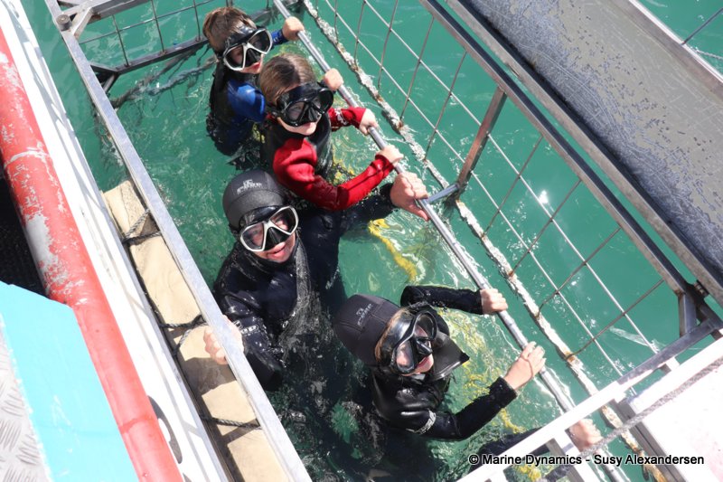 Shark cage diving, south africa