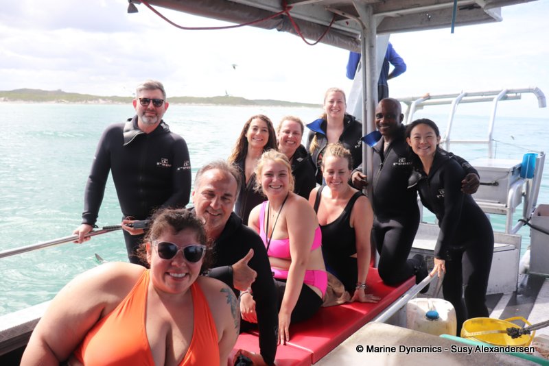 Shark cage diving, south africa