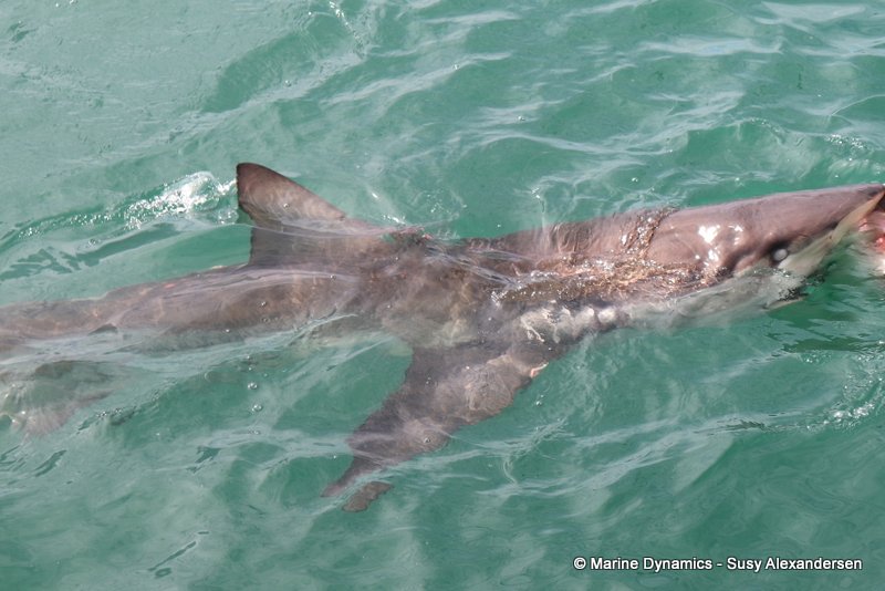 Shark cage diving, south africa