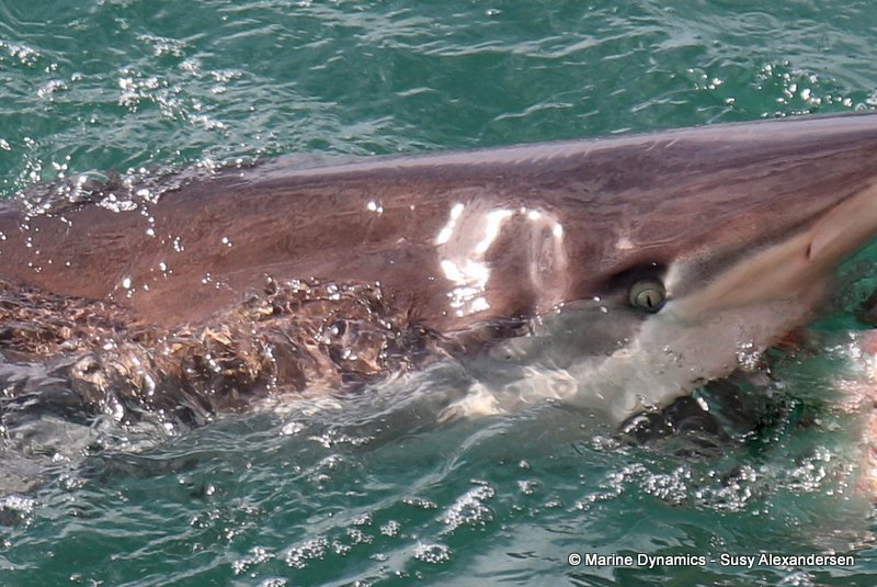 Shark cage diving, south africa