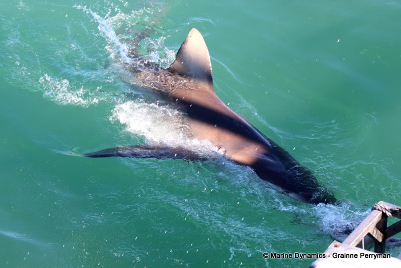 Bronze whaler sharks, South Africa