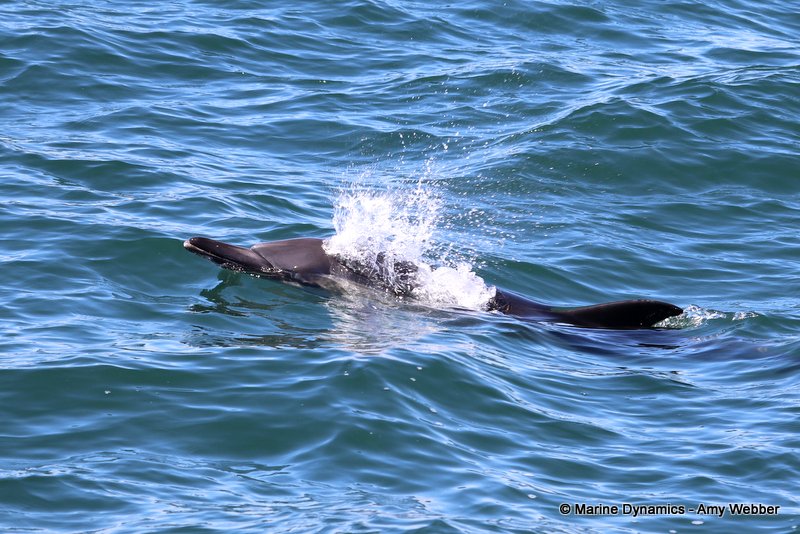 Common dolphins, South Africa