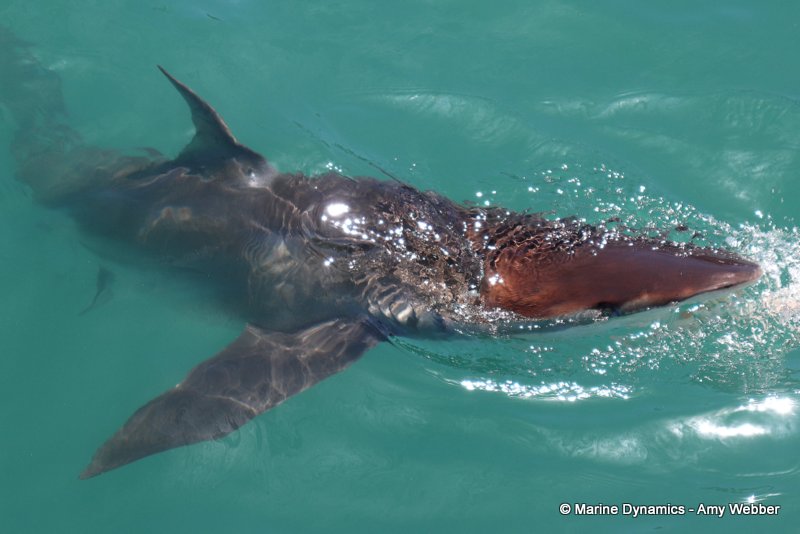 Bronze whaler sharks, South Africa