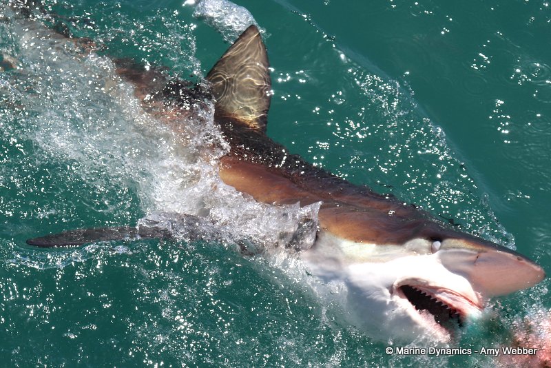 Bronze whaler sharks, South Africa