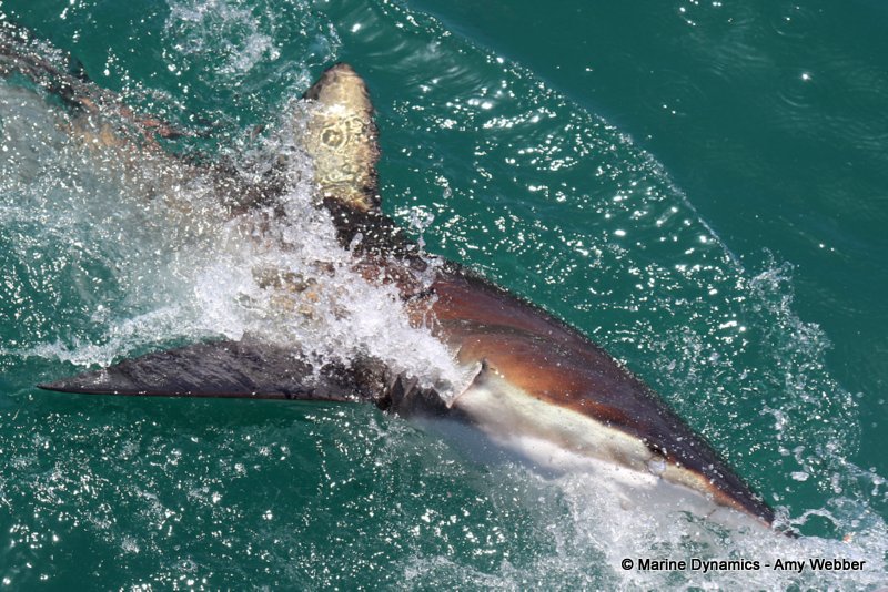 Bronze whaler sharks, South Africa
