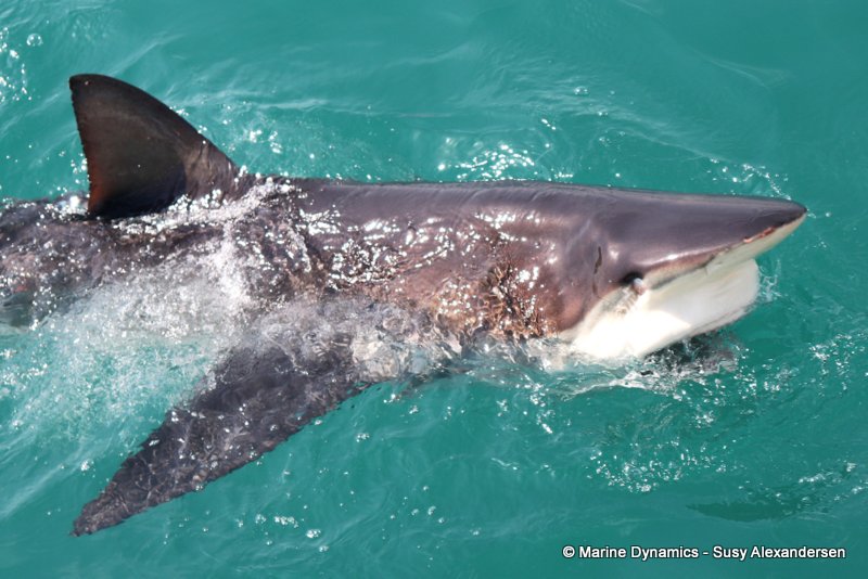 Bronze whaler shark, South Africa